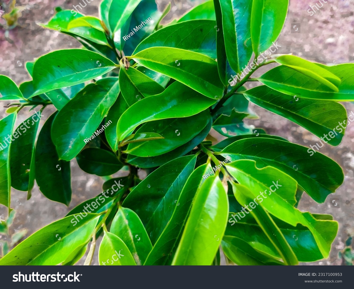 Soursop