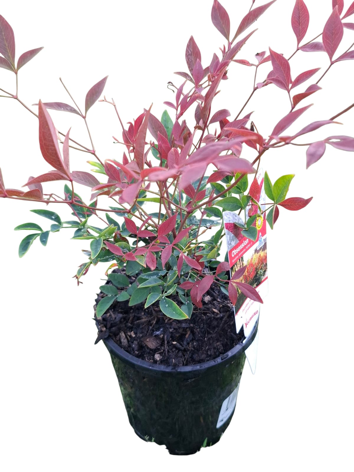 nandina Domestica