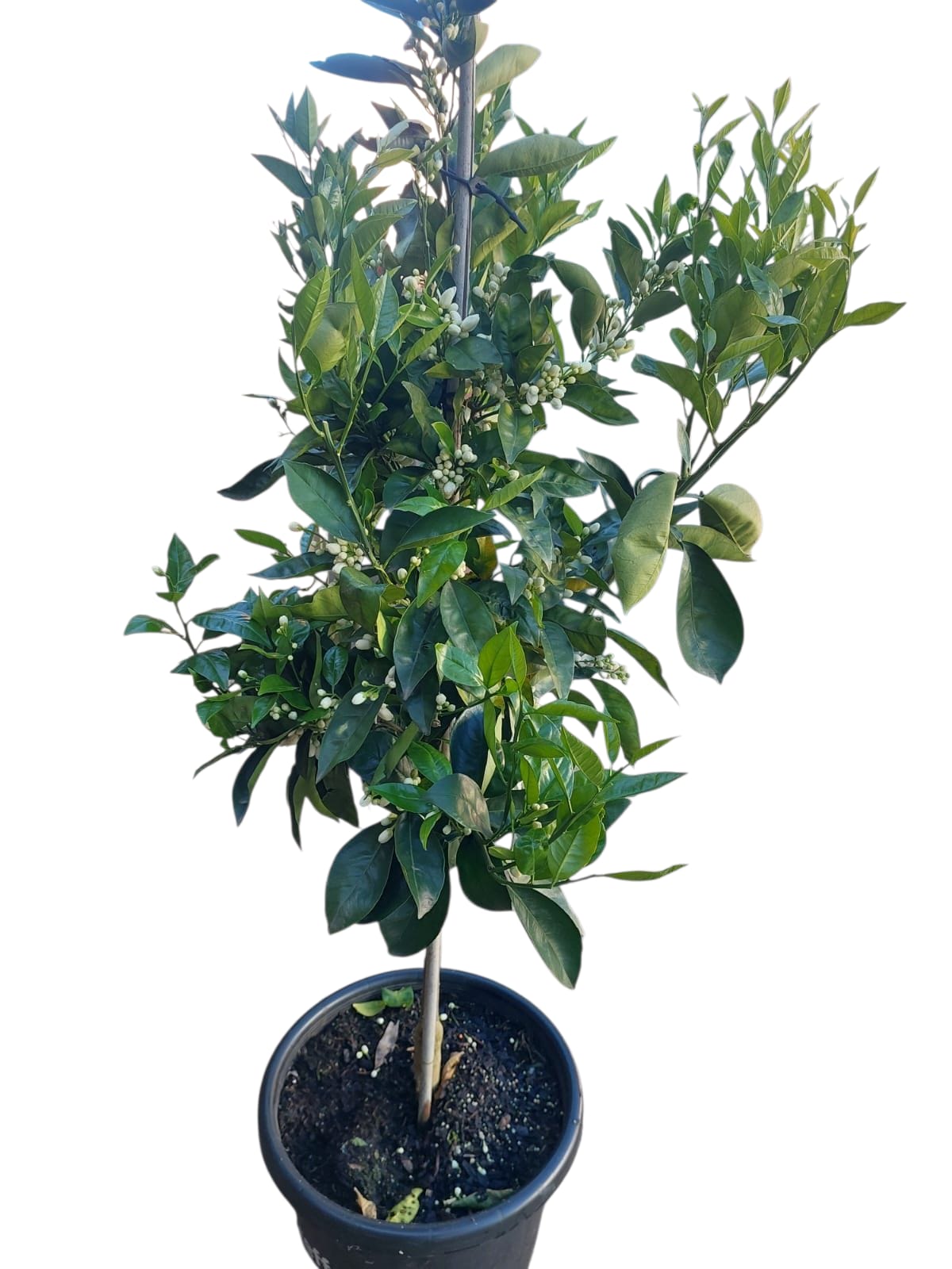 Washington Navel Orange 