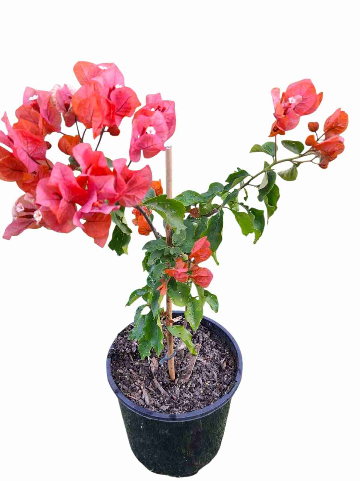 Bougainvillea